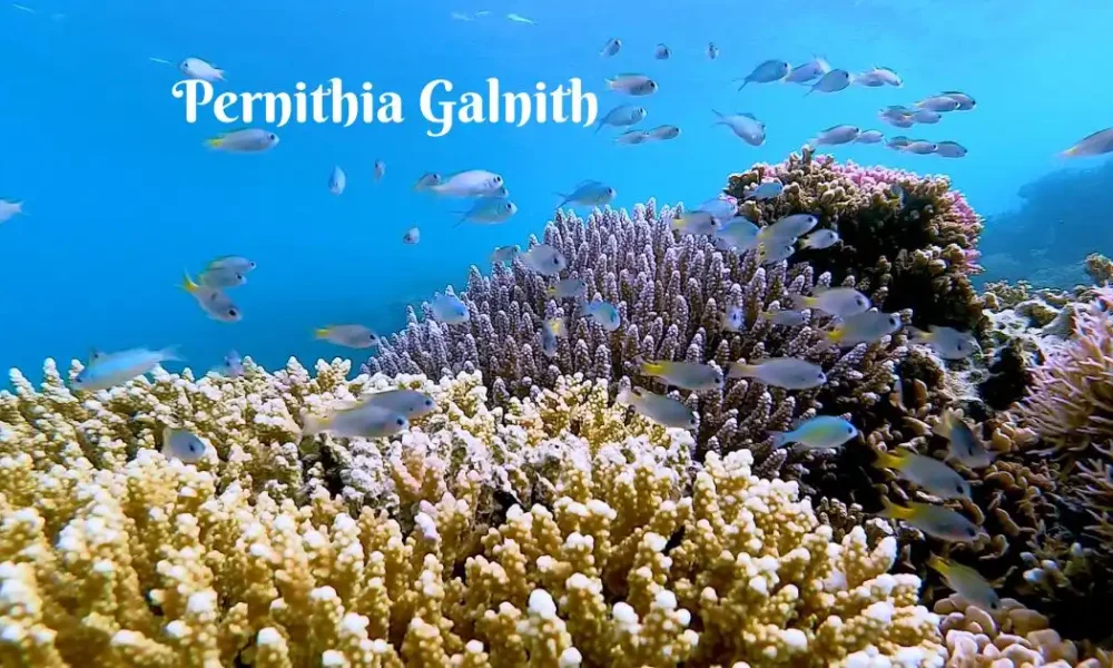 Pernithia Galnith